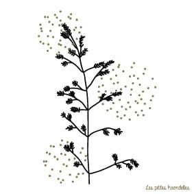 CARTE - LES GRAMINEES